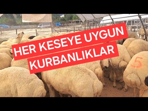 2024 Adana Seyhan 2000 evler kurban pazarı #keşfet #seyhan #kurbanlıkfiyatları #adana