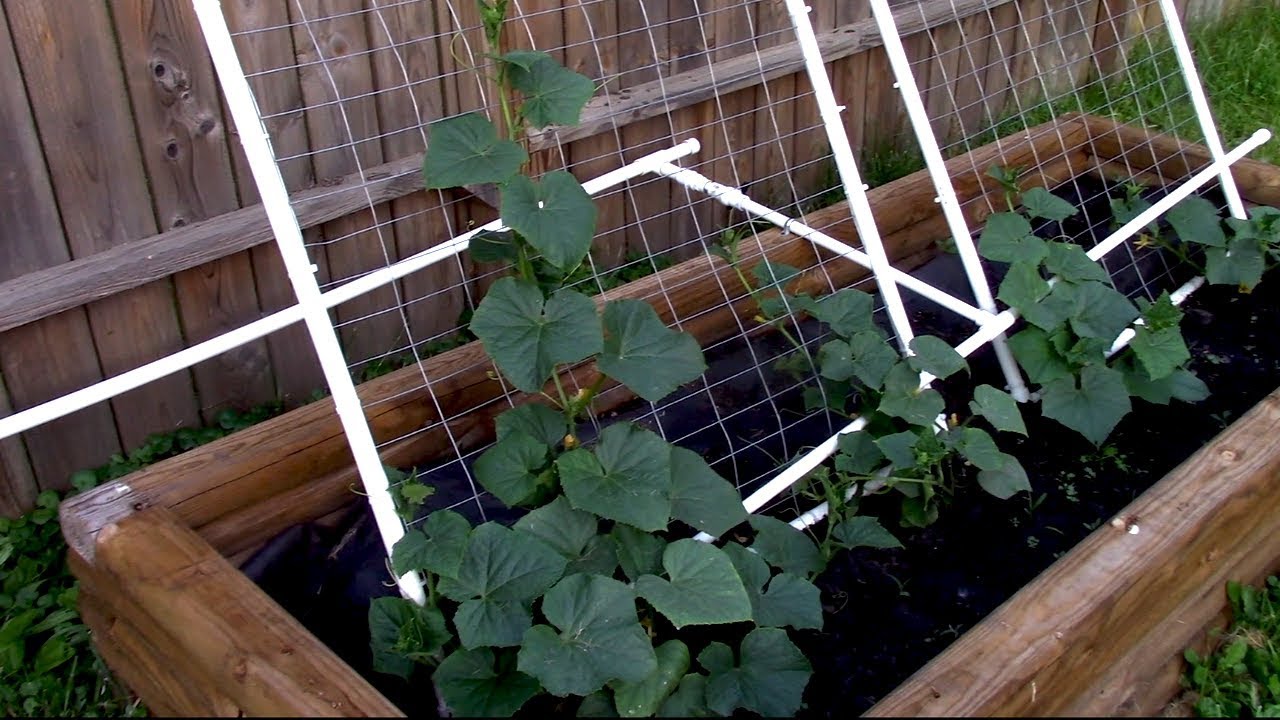 Raised Garden Beds - June Vegetable Update