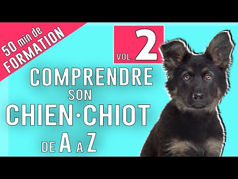 Vidéo: Ce chiot errant a besoin d'une maison maintenant - avant qu'il ne devienne un chien-appât