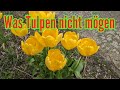 Was Tulpen nicht mögen - Diese PFLEGEFEHLER unbedingt bei Tulpen vermeiden