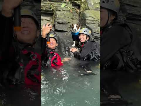 傑克羅素犬Churro二度挑戰台東達魯瑪克桑樹溪溯溪！即使是颱風過後水量變得更加強勁也難不倒我，巧遇在地溯溪團一起探訪一線天峽谷的驚險與感動 #Taromak #達魯瑪克 #桑樹溪 #溯溪 #台東