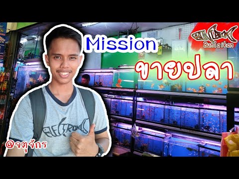 24ชั่วโมง ขายปลาที่ จตุจักร!!!! ขายปลาสวยงาม นก กะ ปลา | ปลาสวยงาม | Bunlaikan-บรรลัยกัล