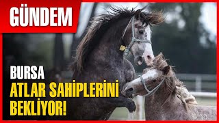 Şampiyon Adayı Atlar Yeni Sahiplerini Bekliyor Son Dakika Haber