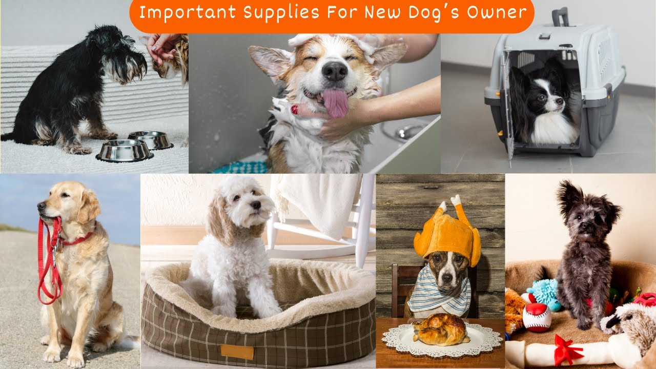 Important Supplies For New Dog Owner V2 Cute Dog Videos Dogs