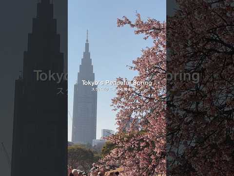 心ほどける、東京の桜散歩🌸 #shorts #vlog
