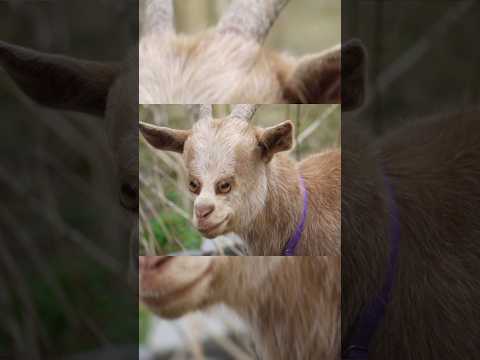 animals with front