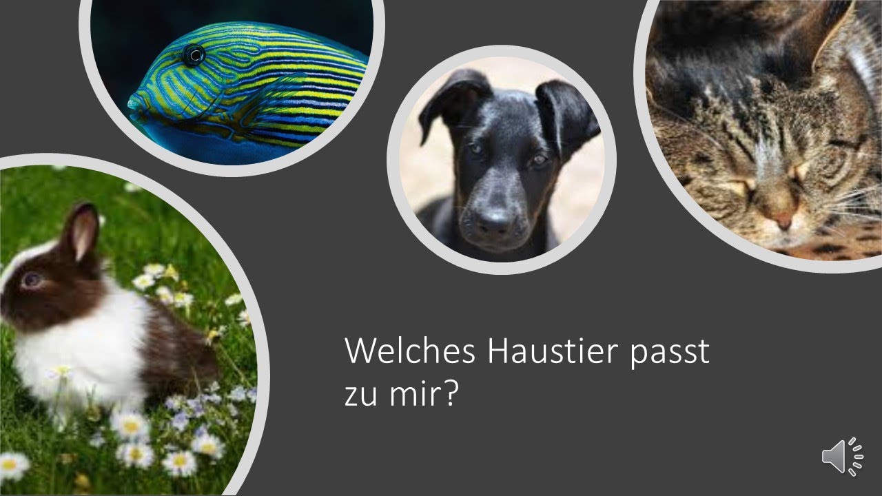 Welches Haustier Passt Zu Mir Test Kostenlos Welches Haustier passt zu mir - YouTube