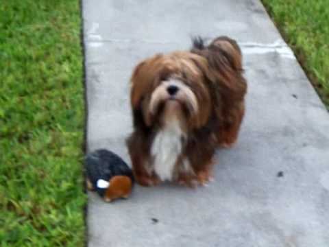 Toby "lhasa apso" playing fetch