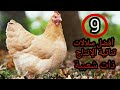 تربية الدجاج البياض. أفضل 9 سلالات ثنائية الإنتاج ذات شعبية عالمية