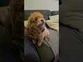 what you cutie #dogs #pets #smallbreed