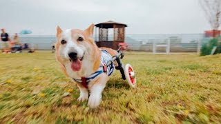 犬の車椅子のわんうぉーく