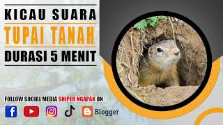 SUARA TUPAI TANAH YANG JARANG DIDENGAR