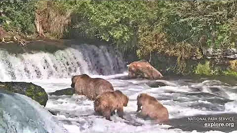 Grazer (128) cub caught a fish again Aug 29, 2021. Explore.org. Brooks falls