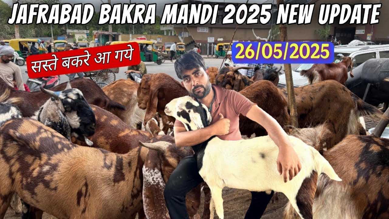 JAFRABAD BAKRA MANDI 2025 LATEST VIDEO | BAKRA MANDI JAFRABAD | DELHI BAKRA MANDI 2025