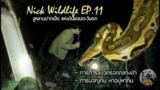 Nick Wildlife EP 11 งูหลามปากเป็ด และการล่าเพื่อเอาชีวิตรอด