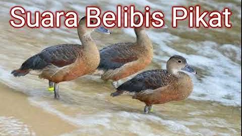 Suara Pikat Burung Belibis Jernih ! Paling Ampuh !