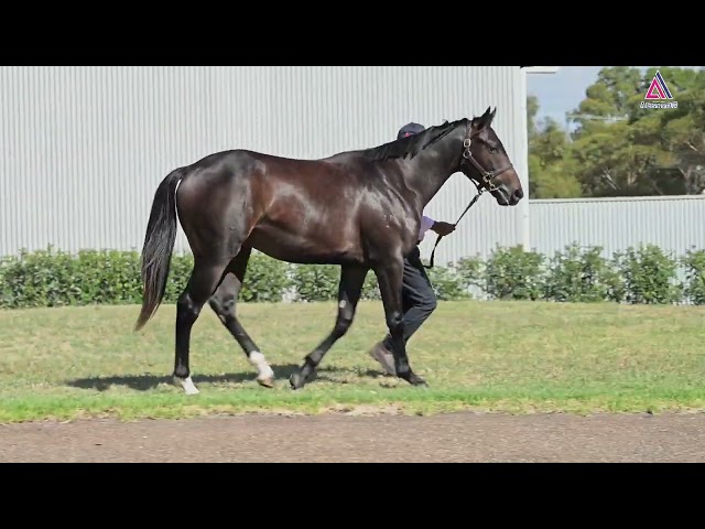 Lot 163 - Blue Point x La Romanina 21' Colt-2023 Adelaide Yearling Sale by Magic Millions