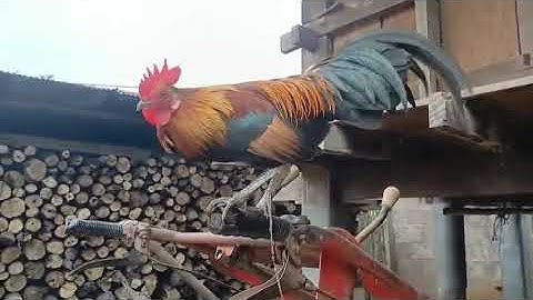 qaib dib quas zoo leej twg nyiam noog tau