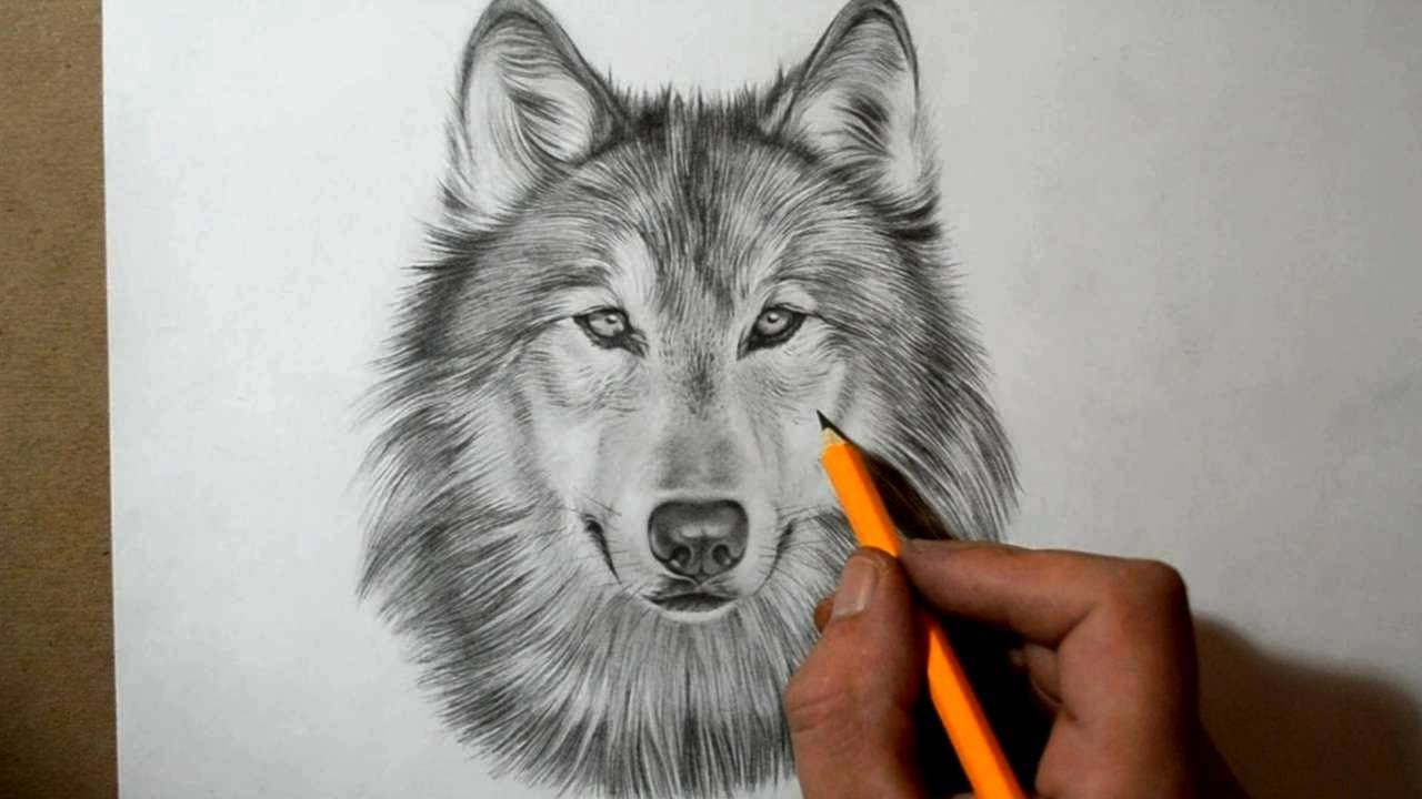 How To Draw A Wolf Youtube