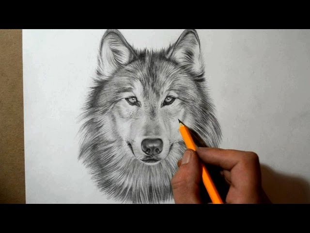 Speed Drawing of a Wolf  Jasmina Susak 