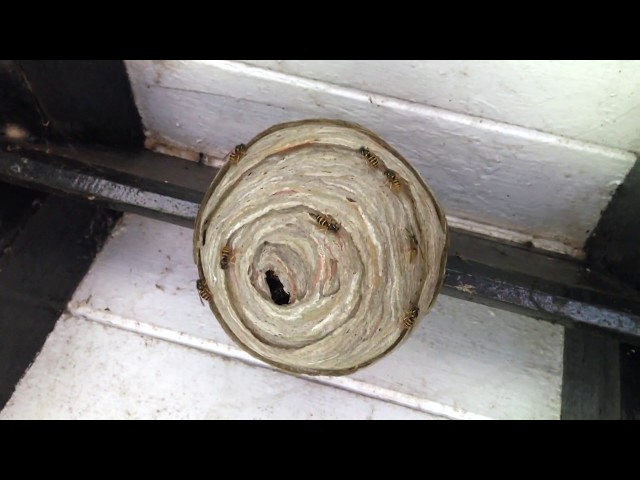 Wasp Nest Overton