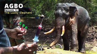 Agbo: The Lucky Elephant Who Proved That Miracles Do Happen | Episode 13