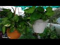 How to Make Money Plant Bushy In Hanging Basket