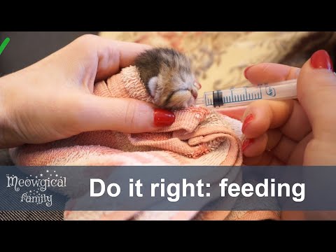 Video: Hoe Een Pasgeboren Kitten Te Voeren?