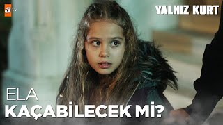 Ela Kaçmayı Başarabilecek Mi? - Yalnız Kurt 1. Bölüm