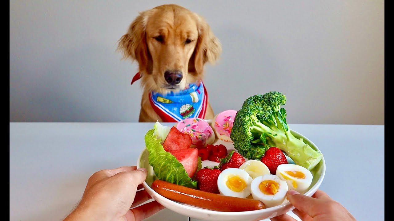 Dog Reviews Food With A Surprise YouTube