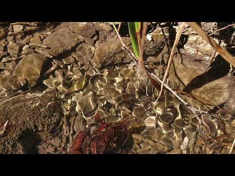 Гаятри Мантра - Deva Premal. Мантра для развития духовного разума