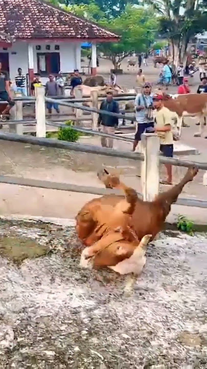 Sapi pingin kabur #sapi #sapigalak #sapijumbo #sapingamuk #sapiviral #sapisuper #sapingamukterbaru