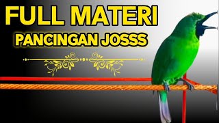 Download lagu Langsung Mau Jamtrok !! Cucak Ijo Gacor Full Isian Tembakan, Ampuh Untuk Pancingan Cucak Ijo Lomba!