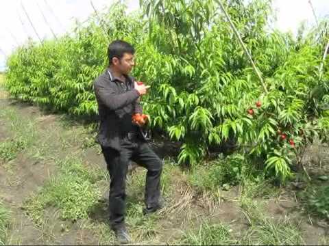 Video: Nektarin Ağacı Hasadı - Nektarin Nasıl ve Ne Zaman Seçileceğini Öğrenin