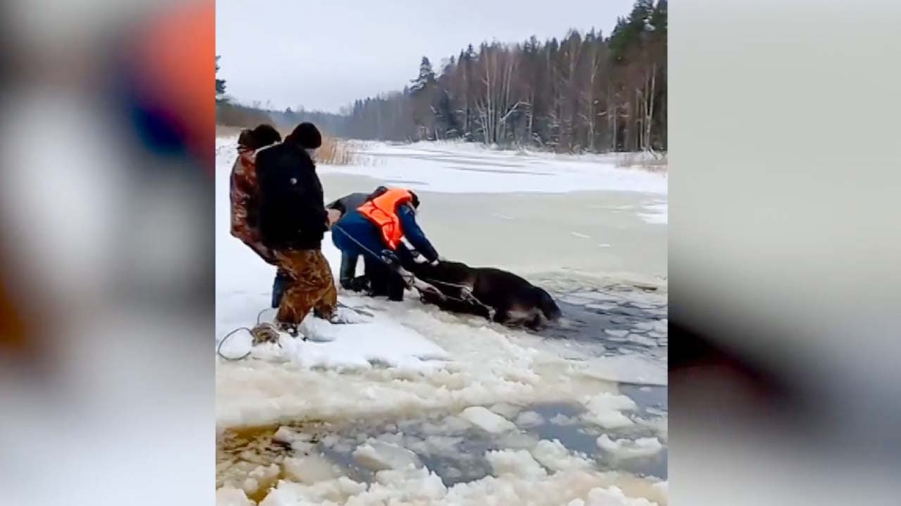 Лось провалился под лед в Тверской области