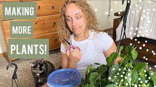 HOW TO PROPAGATE PHILODENDRON | Propagating Houseplants in Sphagnum Moss!  Make More Plants for FREE!