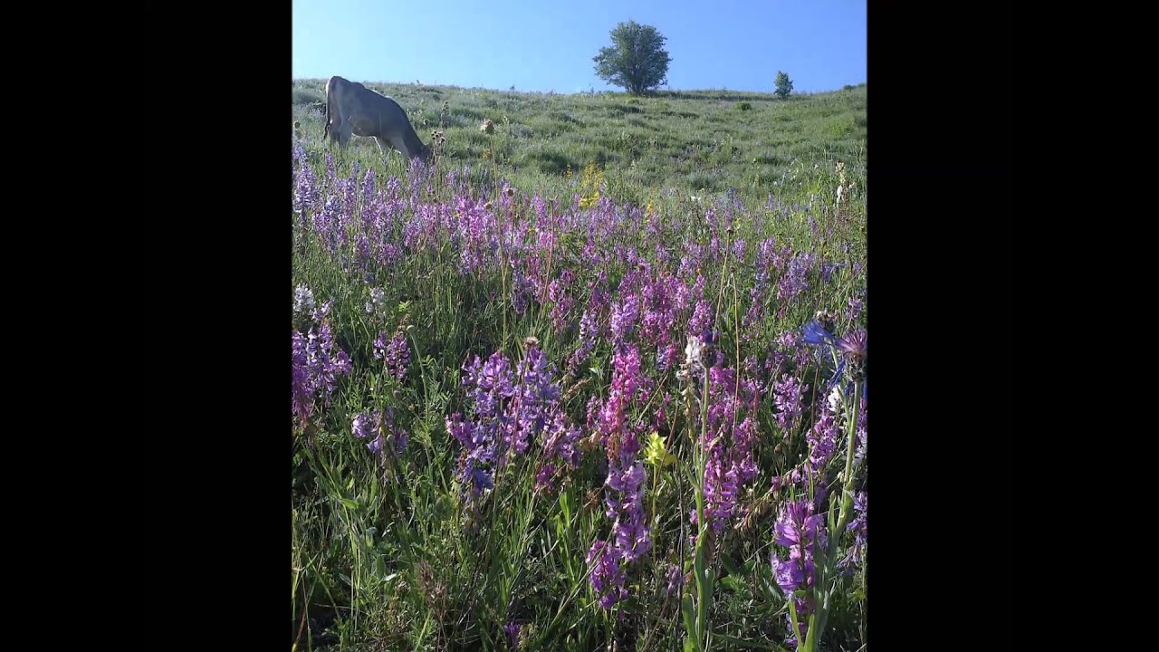Çayırbaşı Köyü İspir