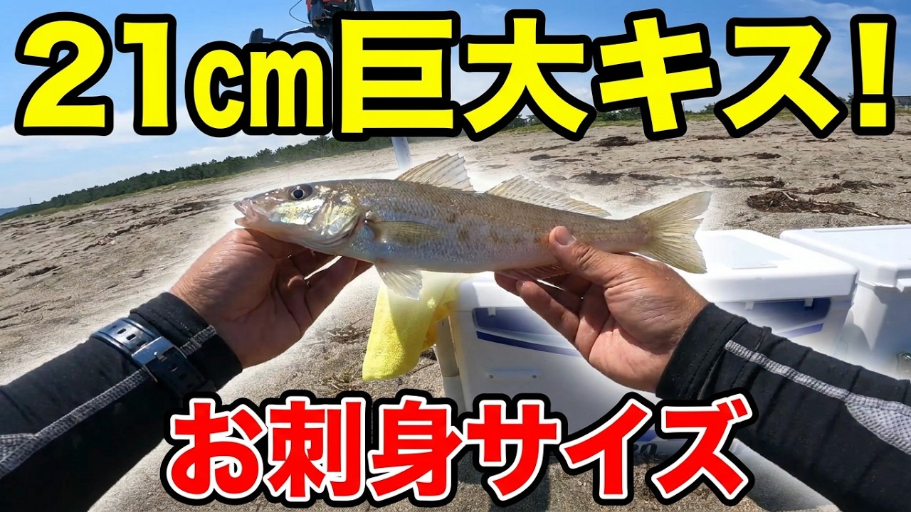 21cm巨大キス！ お刺身サイズ 富山県岩瀬浜 キス釣り 2026.6.15 - YouTube