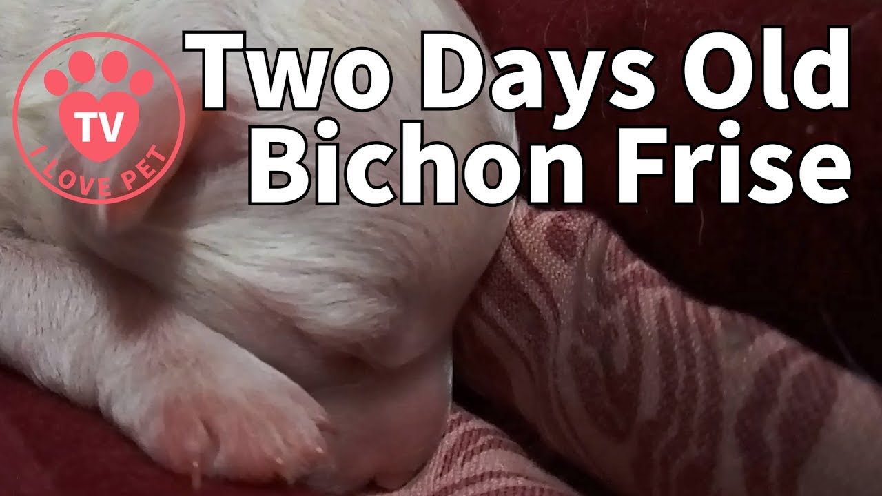 Two Days Old - Sleeping Bichon Frise