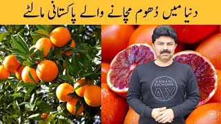 دنیا میں دھوم مچانے والے پاکستانی مالٹے Extraordinary Citrus Varieties