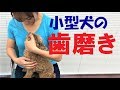 犬の歯磨き やり方（小型犬）【犬のしつけ＠横浜】by遠藤エマトレーナー
