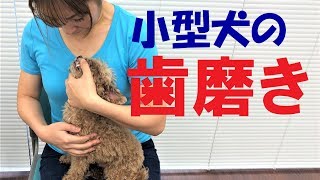 犬の歯磨き やり方小型犬【犬のしつけ横浜】by遠藤エマトレーナー