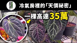 This Plant Costs 350,000?! What Are the Wealthy Hiding in Their AC Rooms? An Inside Look at an Im...