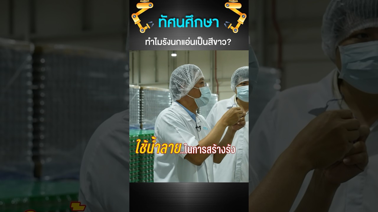 สงสัยมั้ย ทำไมรังนกแอ่นถึงเป็นสีขาว?#เสือร้องไห้ #TigerShorts #shorts #รังนก #รังนกแท้