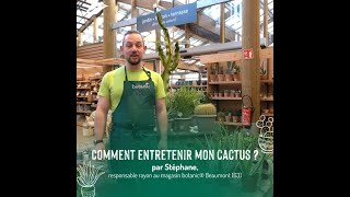 Comment prendre soin de mes cactus et de mes plantes grasses