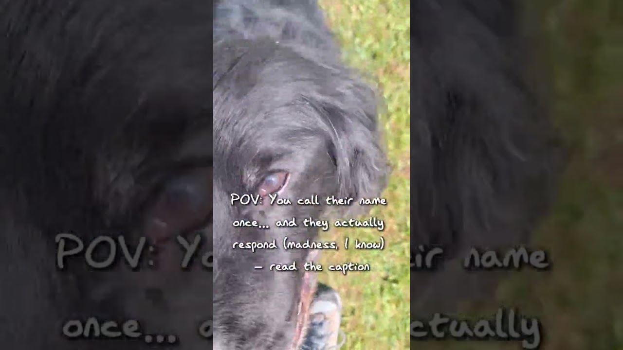 How to Teach Your Dog Their Name (And Get Them to Respond!)