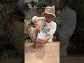 DECOITAビカクシダ【バクテリアスポア】