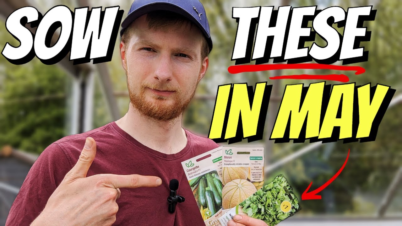 10 Crops To Sow In May For Amazing Harvests This Season! Allotment Gardening UK 2023