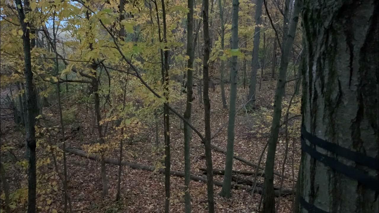 big-buck-shot-in-neck-youtube