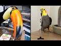 23 Minutes of the Funniest Bird Videos Ever